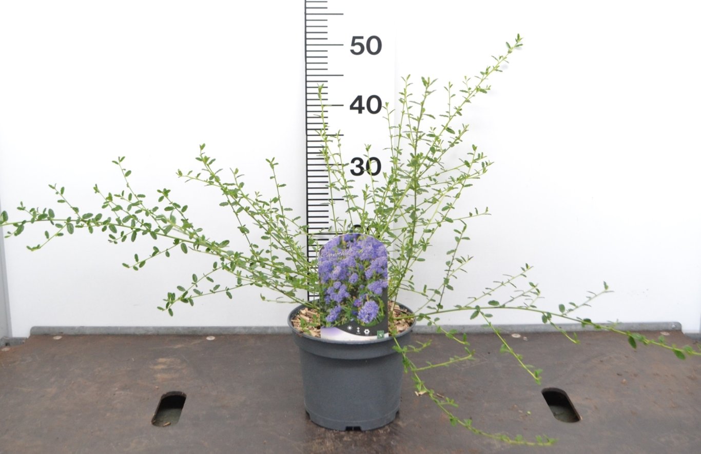 Ceanothus 'Concha' - C3 20-40 CM